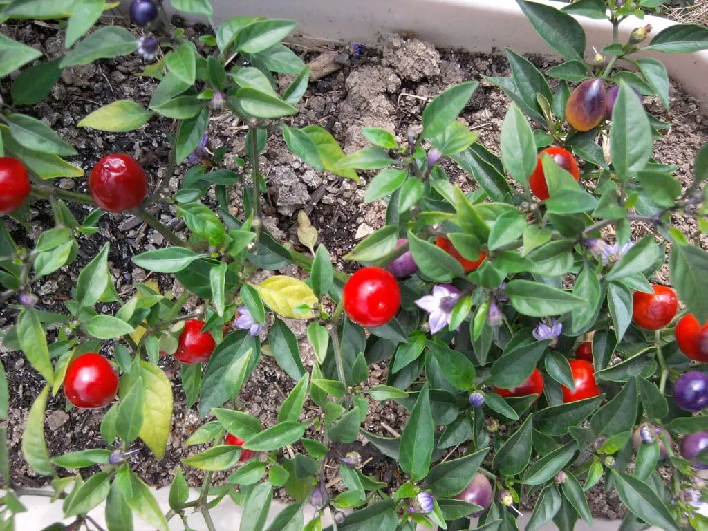 20 FILIUS BLUE PEPPER Capiscum Annuum  Christmas Pepper Vegetable Seeds  - $13.21