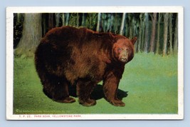 Giant Brown bear Yellowstone National Park WY 1923 WB  Postcard P14 - £2.33 GBP