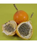 Sweet Granadilla Seeds Passiflora Ligularis Gardening USA SELLER - £17.05 GBP