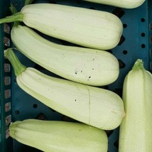 New Fresh Trieste White Zucchini Seeds Summer Squash Organic - £3.51 GBP