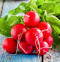 USA SELLER Champion Radish Raphanus Red German Giant Cherry Belle Daikon Free Sh - £9.80 GBP