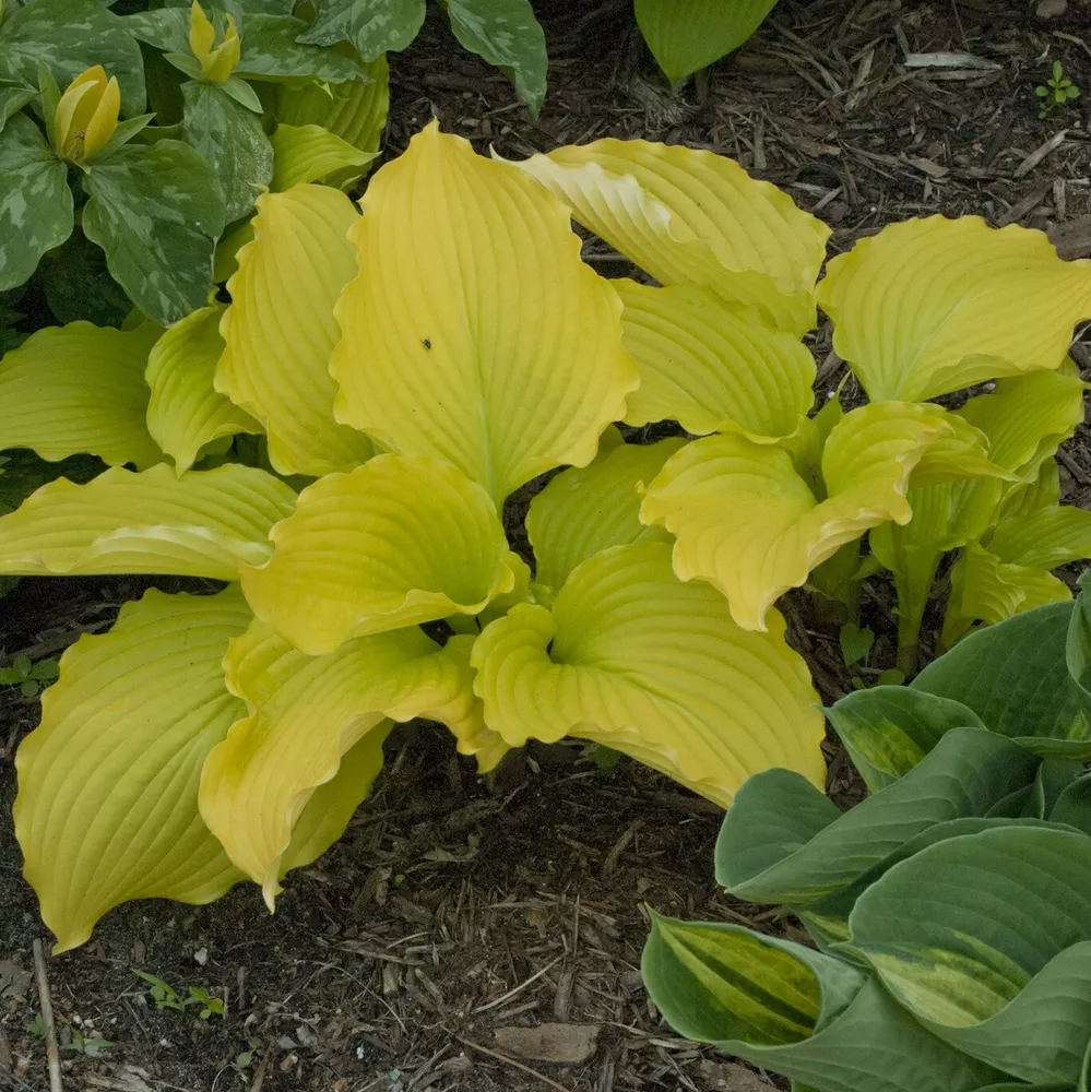 Hosta Dancing Queen Well Rooted 5.25 Inch Pot Bright And Colorful - £27.88 GBP