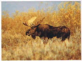 Animal Postcard Shiras Moose Rocky Mountain National Park - £3.10 GBP