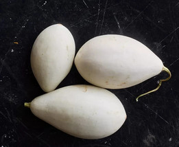 VP Nest Egg Gourd Squash for Garden Planting USA 25+ Seeds - £6.45 GBP