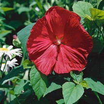 Hibiscus Seeds Luna Red Hardy Hibiscus 50 Seeds (Perennial Seeds) Garden - £42.15 GBP