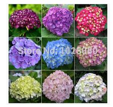 SL 100Pcs/Pack Hydrangea Seeds, Potted Balcony, Planting Is Simple, Budding Rate - $5.52