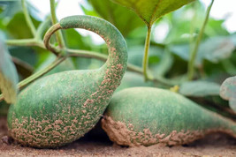 HS  25+ Penguin Gourd Squash Seeds For Garden Planting - USA  - $6.92