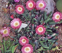20 SEEDS Cephalophyllum caespitosum mesembs cactus seed - $17.99
