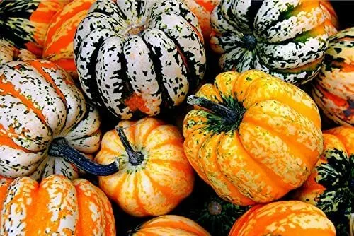 20 Carnival Acorn Squash Seeds For Planting Grow Your Own Fall Decor Usa Seller - £14.84 GBP