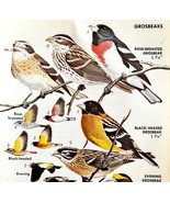 Grosbeaks 4 Varieties And Types 1966 Color Bird Art Print Nature ADBN1p - $379.94 MXN