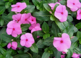 40 Pc Seeds Vinca Pink Periwinkle Flower, Periwinkle Seeds for Planting | RK - £11.49 GBP