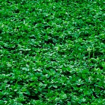 Alfalfa Cover Crop Seeds Heirloom NON-GMO  Fresh Garden 100 Seeds - £7.97 GBP