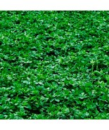 Alfalfa Cover Crop Seeds Heirloom NON-GMO  Fresh Garden 100 Seeds - £5.89 GBP