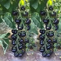 ArfanJaya 30 European Black Cherry Tomato Seeds Sweet Heirloom  Fresh - £7.60 GBP