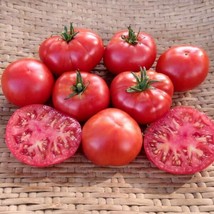 Best 50 Seeds Grand Tomato Juicy Vegetable Easy Growing Garden Tomatoe - £3.73 GBP