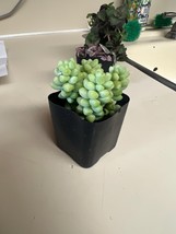 Donkey Tail | Trailing sedum | 2in pot - $111.01 MXN