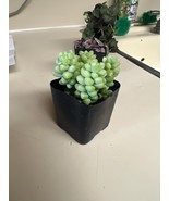 Donkey Tail | Trailing sedum | 2in pot - $8.22 CAD