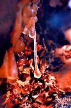 Incense Frankincense &amp; Myrrh Fresh Hand Dipped Charcoal 40 Sticks Home F... - £5.54 GBP