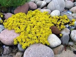 Sedum 200 Seeds Free Shipping - $75.58 MXN