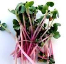 25 Triton Purple Radish MICROGREEN Seeds  Heirloom Seeds for Sprouting Non-GMO - £7.90 GBP