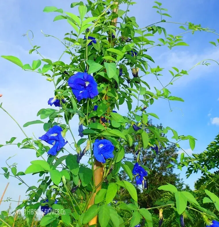 Blue tea, blue Pea flower vine seeds , (Clitoria Ternatea), 100% organic - $2.49