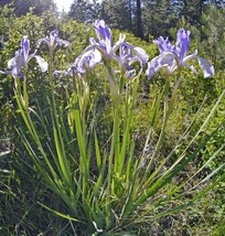 Iris Missouriensis Rocky Mountain Iris Wild Blue Iris 40 Seeds Fast Ship USA Sel - $28.58