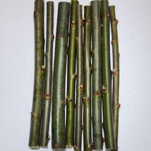 30 Austree Willow Hybrid Willow Cutting Starts Fast Growing Privacy Hedg... - $29.65