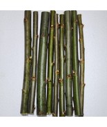 30 Austree Willow Hybrid Willow Cutting Starts Fast Growing Privacy Hedg... - $40.84 CAD