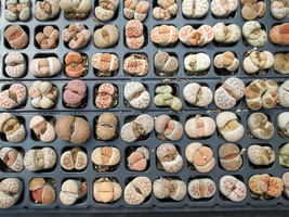 VP Living Stones Lithops Variety Mix Succulent Mesembs Stone Cactus Seed... - $20.52