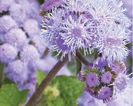 1,000 Blue Planet Ageratum Flower Seeds For Planting Ageratum Houstonianum Usa S - £20.54 GBP