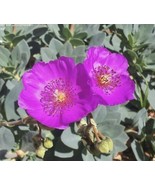 5 Cuttings Succulent ROCK PURSLANE Calandrinia Spectabilis Purple Flower - £19.74 GBP