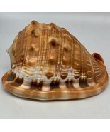Cypraecassis Rufa Bullmouth Helmet Shell  5&quot; Excellent Condition - $24.95