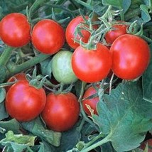 New Fresh Seeds Tomato Baxter Early Bush - $16.00