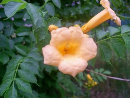 20 Seeds Yellow Trumpet VineFrom US  - $8.35