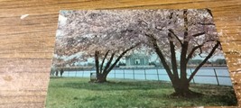Jefferson Memorial Cherry Trees vintage postcard - £2.39 GBP