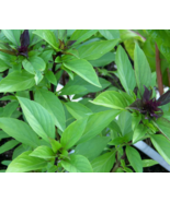 KingStore 100 Thai Basil Ocimum Basilicum Khmer Chi Neang Voang Planting... - $9.43