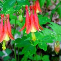 US Seller 25 Aquilegia Bi-Color Canadensis Perennial Flower Seeds Fast Shipping - £12.88 GBP