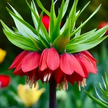 PWO Red Crown Imperialis Seeds ~ Fritillaria Rubra ~ Exotic ~ Unique ~ Fun ~ Bee - $9.82