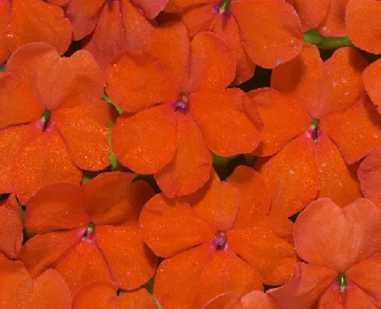 50 Impatiens Seeds Logro Orange Flower Seeds Starts Nursery Fresh - £8.65 GBP