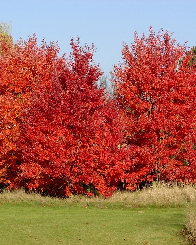 Acer Rubrum October Glory Red Maple Tree 5 seeds Fresh Gardening - $17.96