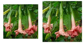 Triple Pink Angel Trumpet 10 Seeds Flowers Seed Flower Brugmansia Datura - £16.77 GBP