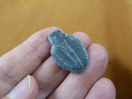 (F704-3) Trilobite fossil trilobites extinct marine arthropod I love fos... - $14.01