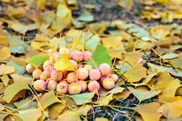 New Fresh Seeds 10 Ginkgo Biloba Maidenhair Tree Yellow Fall Orange Fruit Herb S - $19.60