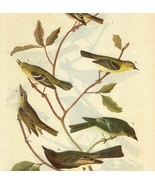 Flycatchers Vireos Bird 1946 Color Plate Print John James Audubon Nature... - €34,62 EUR Flycatchers Vireos Bird 1946 Color Plate Print John James Audubon Nature... - €34,62 EUR