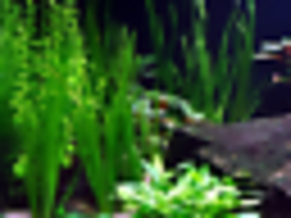 Aquarium Aquatic Plant ada Vallisneria Spiralis Jungle Val Bunch Freshwa... - £16.59 GBP