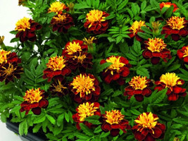 25 Red Metamorph Marigold Seeds Fresh Seeds USA - $9.96