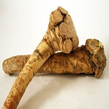 Horseradish Roots Natural, 5 Pound, (No International Orders) Ready for Planting - £41.93 GBP