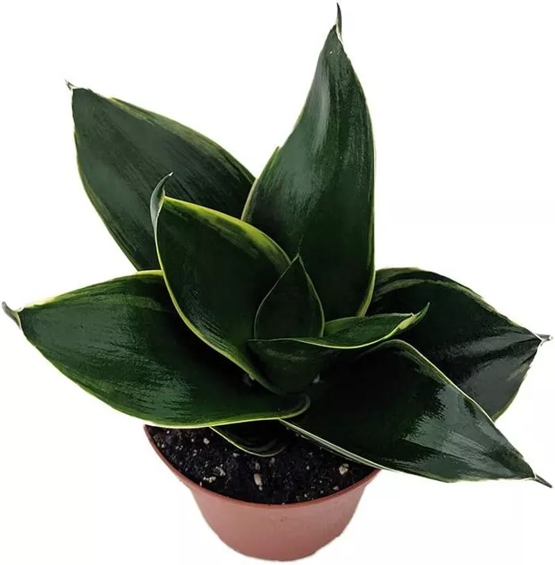 3.7&quot; Pot Sansevieria Star Snake Emeralds Almost Impossible Kill House Live Plant - £37.61 GBP