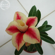 Peach Crispy Noodles Adenium Desert Rose 2 Seeds Big Blooms Dark Red Golden Doub - $6.29