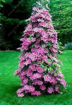 100 Seeds Clematis Seeds Flowers Clematis Vine Seeds Flower Seeds Climbi... - $7.11